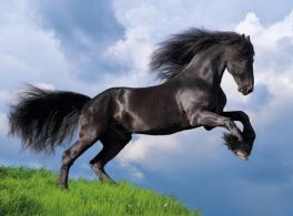 Fresian Black Horse - 500 pcs - High Quality Collection